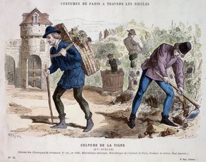 Szőlőkultúra a 15. században – a „” Costume de Paris évszázadokon át” c. alkotó: French School