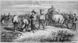 Szőlészet Medocban: szőlő szedés szüret közben. Metszet az 1868. január 11-i „” Le Monde Illustré”” 561. sz. alkotó: French School