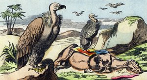 Keselyűk. Metszet "Buffon Alphabet des Oiseaux n 1". 3. Serie N 1. Epinal képalkotása, Epinal, 19. század vége. 16 oldal. Mérete: 28x21 cm alkotó: French School
