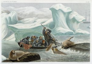 Rozmárvadászat – Alfred Fredol „Le monde de la mer” című könyvében, Hachette, Párizs alkotó: French School