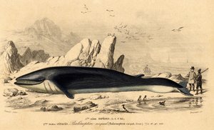 Bálna vagy baleinoptera (Balaenoptera rorqual) alkotó: French School
