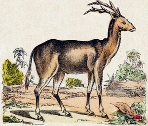 Xantarus. Metszet: „Alphabet des animaux sauvages””. 9. sorozat. Epinal, Pellerin, nyomdász-kiadó képei, 1870 körül. Metszetek fára, stencilezett. 16 oldal. Mérete: 20 x 15 cm. Magángyűjtemény alkotó: French School
