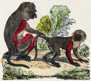 Yarques. Metszet „Vadállatok ábécéjébe”. 9. sorozat. Epinal, Pellerin, nyomdász-kiadó képei, 1870 körül. Metszetek fára, stencilezett. 16 oldal. Mérete: 20 x 15 cm. Magángyűjtemény alkotó: French School