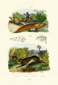 Sárga csiga, 1833-39 alkotó: French School