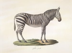 Női zebra. Nőstény zebra, az emlősök természetrajzából (színes litho) alkotó: French School