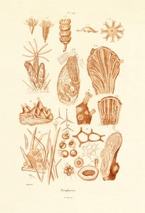 Zoophytes, 1833-39 alkotó: French School
