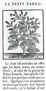 A kis dohány, Jean Le Royer de Prade illusztrációja a Dohányról szóló diskurzusból, 1671 alkotó: French School