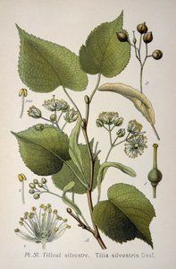 a "Tilia Silvestris", a fafélék nemzetségének levelei alkotó: French School