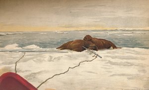 Rozmárokat öltek meg a Tajmír-félsziget keleti partján, 1893. szeptember 12-én, 1897.
