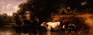 Szarvasmarha itató erdős tájon