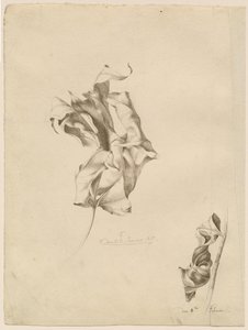 Tömörödött levelek alkotó: Friedrich Olivier