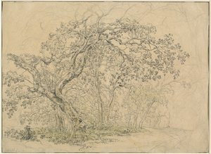 Grove of Trees [verso]