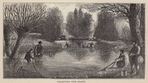 Fish Spawn gyűjtése (metszet) alkotó: Friedrich Specht
