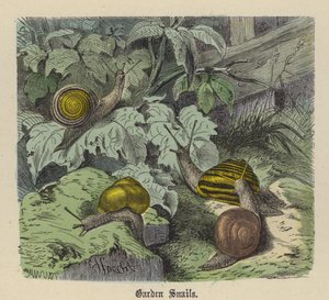 Kerti csigák (színes metszet) alkotó: Friedrich Specht
