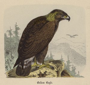 Golden Eagle (színes metszet) alkotó: Friedrich Specht