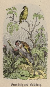 Zöldpinty és aranypinty (színes metszet) alkotó: Friedrich Specht