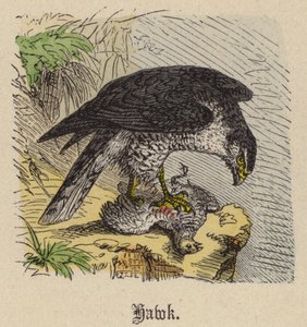 Hawk (színes metszet) alkotó: Friedrich Specht