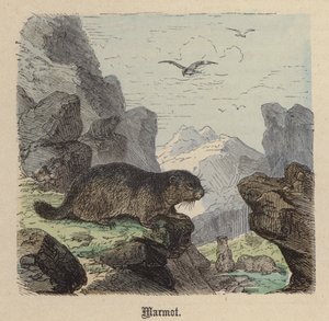 Mormota (színes metszet) alkotó: Friedrich Specht