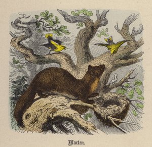 Marten (színes metszet) alkotó: Friedrich Specht