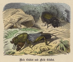 Vakond krikett és mezei tücsök (színes metszet)