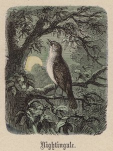 Nightingale (színes metszet) alkotó: Friedrich Specht