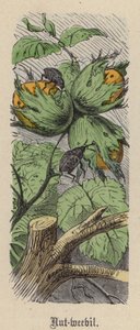 Dió-zsizsik (színes metszet) alkotó: Friedrich Specht