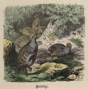Partridge (színes metszet) alkotó: Friedrich Specht