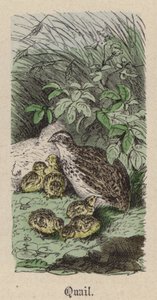 Fürj (színes gravírozás) alkotó: Friedrich Specht