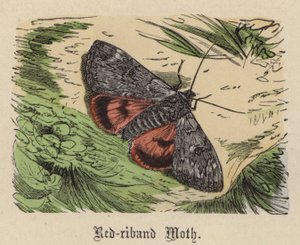 Piros szalagos moly (színes metszet)