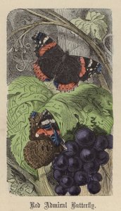 Red Admiral Butterfly (színes metszet) alkotó: Friedrich Specht