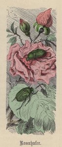 Rosechafer (színes gravírozás) alkotó: Friedrich Specht