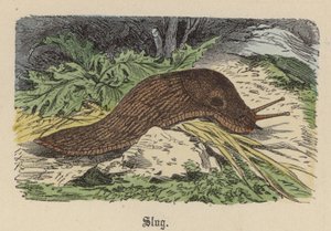 Slug (színes gravírozás) alkotó: Friedrich Specht
