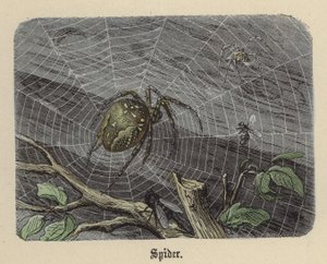 Pók (színes gravírozás) alkotó: Friedrich Specht