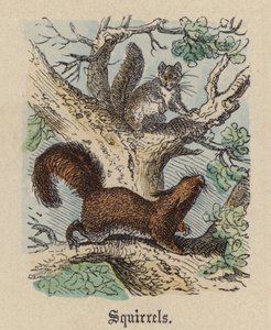 Squirrels (coloured engraving)