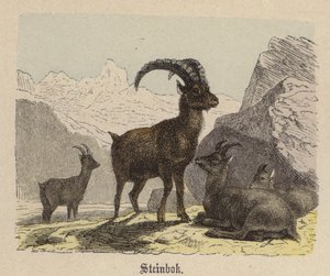 Steinbok (színes metszet) alkotó: Friedrich Specht