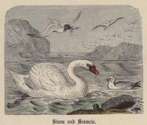 Swan and Seamew (színes metszet) alkotó: Friedrich Specht