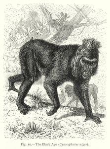A fekete majom (Cynocephalus Niger) (metszet)