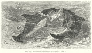 A közönséges delfin (Delphinus Delphis) (metszet)