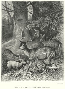 A dámszarvas (Dama Vulgaris) (metszet) alkotó: Friedrich Specht