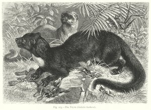 A Tayra (Galictis Barbara) (metszet)