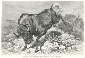 A gnú vagy fehérfarkú gnu (Catoblepas Gnu) (metszet)
