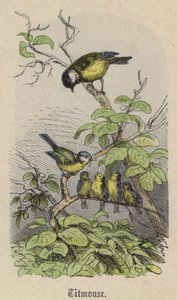 Cinege (színes metszet) alkotó: Friedrich Specht