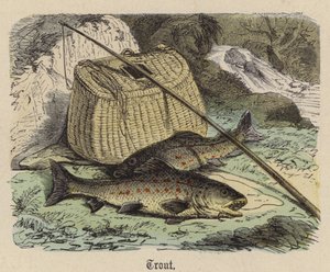 Pisztráng (színes metszet) alkotó: Friedrich Specht