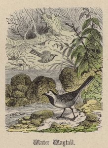 Water Wagtail (színes metszet) alkotó: Friedrich Specht
