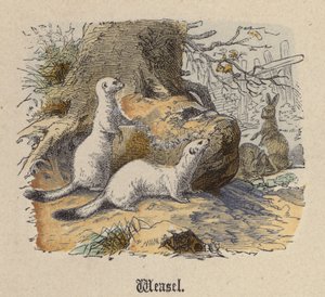 Menyét (színes metszet) alkotó: Friedrich Specht