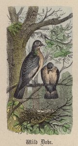 Vadgalamb (színes metszet) alkotó: Friedrich Specht