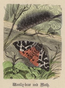 Gyapjasmedve és lepke (színes metszet) alkotó: Friedrich Specht