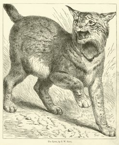 A hiúz (metszet)