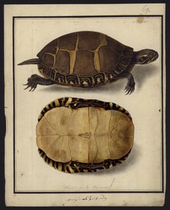 Chrysemys picta, 1792 előtt alkotó: Friedrich Wilhelm Wunder