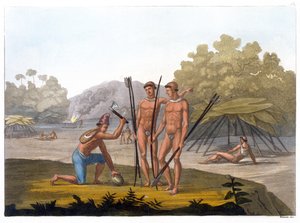 Patacho törzsek (színes metszet)